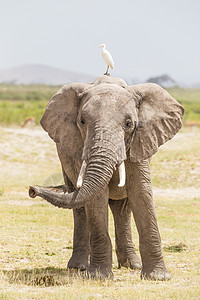 肯尼亚安博塞利国家公园野象群厚皮动物荒野獠牙领导者大草原耳朵象科树干力量图片