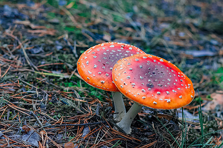 红色有毒Amanita蘑菇毒蝇锥体木头橙子生长苔藓树木照片菌类公园图片