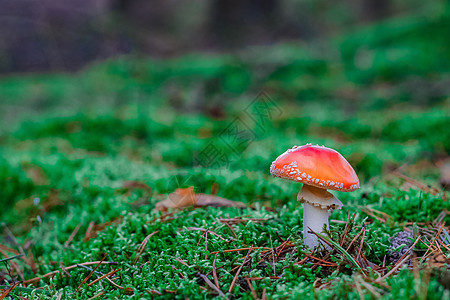 红色有毒阿玛尼塔蘑菇菌类生长橙子荒野森林生物学木头季节宏观毒蝇图片