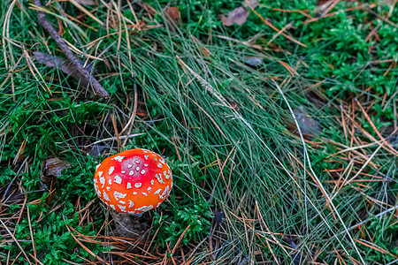 红色有毒阿玛尼塔蘑菇锥体生物学荒野季节木头橙子公园宏观树叶树木图片