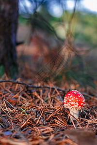 红色有毒阿玛尼塔蘑菇毒蝇菌类森林季节树叶生物学锥体照片植物公园图片