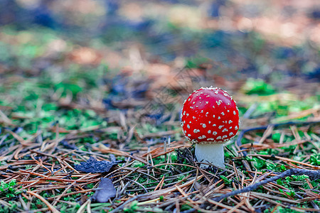 红色有毒阿玛尼塔蘑菇树叶苔藓森林毒蝇菌类植物荒野生物学地面宏观图片