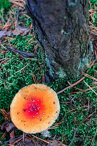 红色有毒阿玛尼塔蘑菇树叶毒蝇树木森林生长木头地面照片季节荒野图片