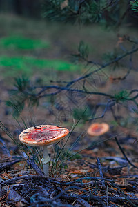 红色有毒Amanita蘑菇公园植物宏观地面季节树木苔藓生物学照片菌类图片