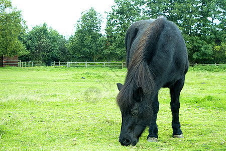 马在田野上吃草图片