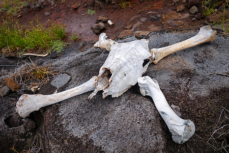 马头骨和骨头颅骨骨骼死亡海盗危险农村奶牛公园地面解剖学图片