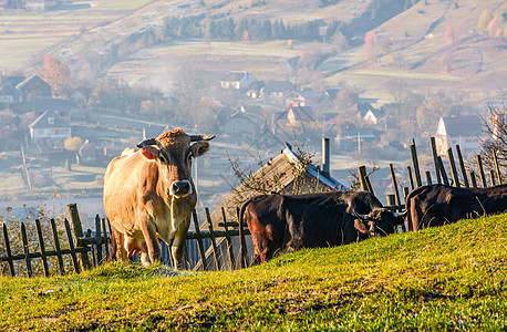 在山坡的栅栏附近 牛爬上山丘动物上坡农村乡村爬坡地区农业木材风景邻里图片