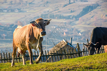 在山坡的栅栏附近 牛爬上山丘乡村动物农业爬坡邻里村庄上坡风景地区农村图片