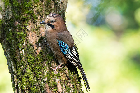 在一个分支上木头鹪鹩森林野生动物荒野动物蓝色账单环境翅膀图片