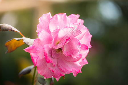 花园里的玫瑰花树叶日光粉色玫瑰花瓣绿色植物群情人图片