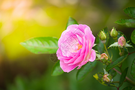 花园里的玫瑰花情人树叶植物群玫瑰粉色绿色日光花瓣图片