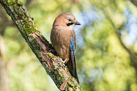 在一个分支上森林荒野动物群蓝色眼睛林地鹪鹩翅膀动物野生动物图片