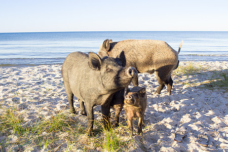 野猪家庭在海沙滩沙滩上撒灌的野猪背景图片