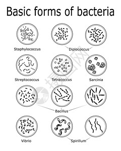 基本细菌形式;图片