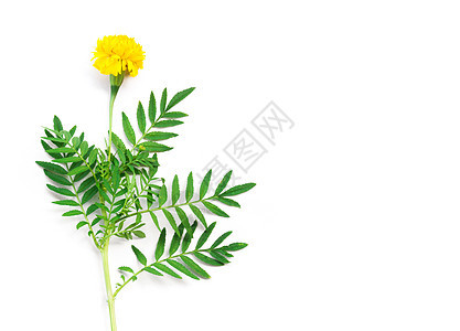黄金花 有白底叶子的黄色花朵作为装饰品图片