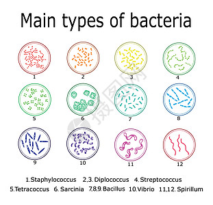 细菌的主要类型图片