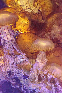太平洋海网 称为海洋海蜇盐水芡实触手水族馆背景图片