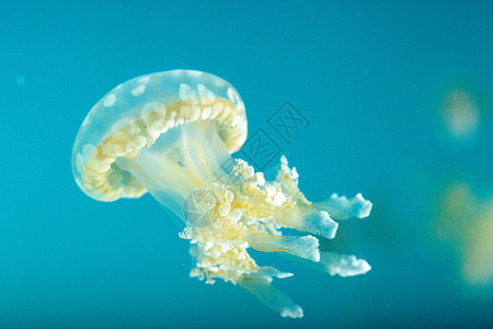 金色果冻野生动物点状漂浮情调异国海洋危险触手水族馆热带背景图片