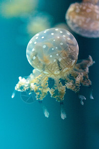 金色果冻海洋生活水族馆海蜇情调潜水生物漂浮危险蓝色图片