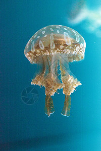 金色果冻漂浮水族馆野生动物生物游泳情调潜水蓝色热带触手图片