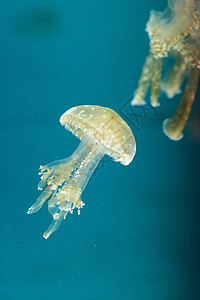 金色果冻生物海蜇触手蓝色潜水异国情调漂浮水族馆点状图片