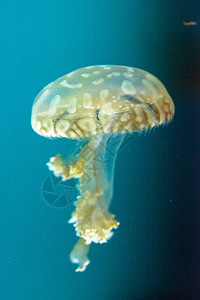 金色果冻生物潜水生活水族馆海蜇野生动物危险情调热带触手背景图片