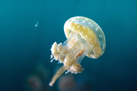 金色果冻游泳海洋潜水水族馆情调野生动物蓝色漂浮触手危险图片