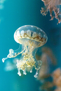 金色果冻生活触手点状蓝色水族馆漂浮热带生物异国情调背景图片