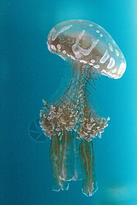 金色果冻漂浮热带触手野生动物生物情调水族馆游泳海洋异国图片