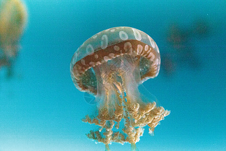 金色果冻游泳漂浮热带海蜇水族馆触手蓝色点状野生动物危险背景图片