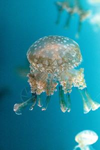 金色果冻生活水族馆异国危险热带海洋生物蓝色点状海蜇背景图片