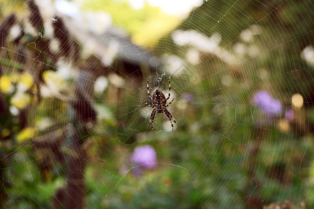 欧洲花园蜘蛛坐在一个缠在一起的网络上图片