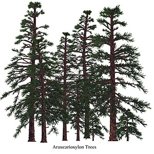 亚甲氧基树植物学植物植被林木灭绝孢子针叶杉树叶子锥体图片
