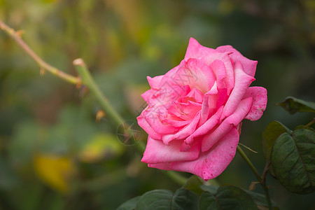 花园里的玫瑰花情人粉色花瓣树叶绿色植物群日光玫瑰图片