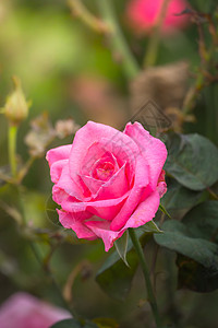 花园里的玫瑰花植物群情人绿色花瓣玫瑰树叶粉色日光图片