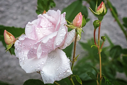 白色盛开的玫瑰 在背景纹理上成长绿化植物景观公园植物学叶子花园设计生长图片