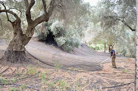 在草原上清洗橄榄收获网的克里坦农夫图片