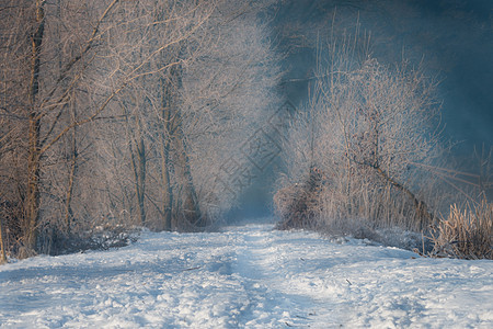 在阳光明媚的清晨 脚足走在冰冻的树丛中图片