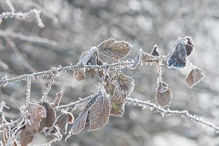 冬天的叶子被冰霜覆盖图片