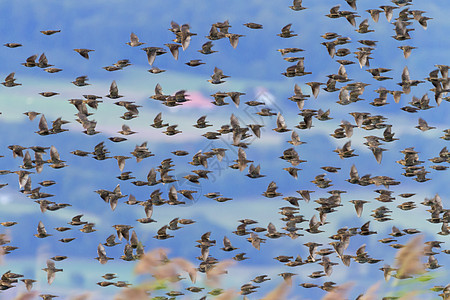 欧洲或普通星座 弯腰粗俗 鸟群飞翔 瑞士纽查泰尔图片