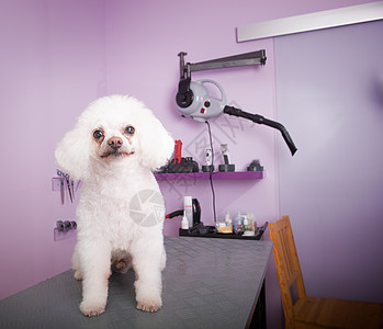 白小品种养马犬宠物沙龙工作理发绳索头发服务发刷工具动物图片