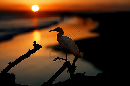 8月在马里布海滩水面上的白雪埃格雷特河支撑浮木太阳海洋鸟类动物海鸟海岸环境翅膀图片