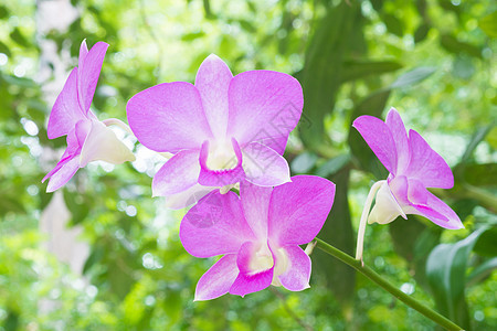 花园里美丽的兰花冥想紫色卫生蓝色植物群海浪鸭子波纹叶子温泉图片