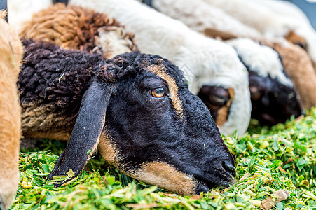 牧羊吃草牧羊人草地家畜天空爬坡晴天羊毛牧场哺乳动物动物图片
