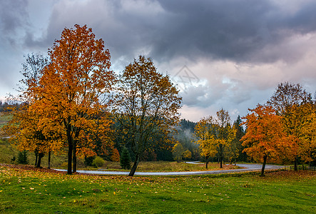 秋天沿山路的黄黄树气氛运输血统木头海拔公园柏油毯子叶子爬坡图片