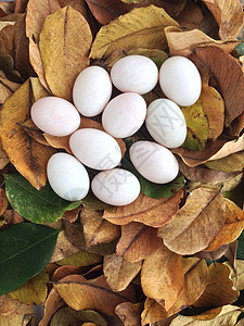 干叶上的鸭蛋食物小路奶制品桌子早餐奶牛奶油美食营养饮料背景图片