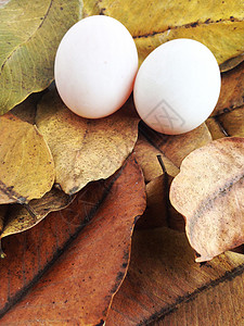 吃鸡蛋干叶上的鸭蛋美食巧克力奶油玻璃烹饪营养农场小路桌子奶牛背景
