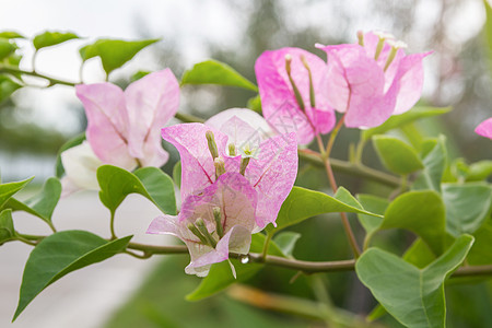 光叶子花三角梅九重葛花与叶子美丽的纸花 Vintag背景