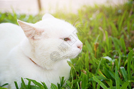 2种不同颜色 E 的白色泰式泰国猫白色肖像耳朵虎斑宠物小猫毛皮荒野乐趣猫咪眼睛晶须图片