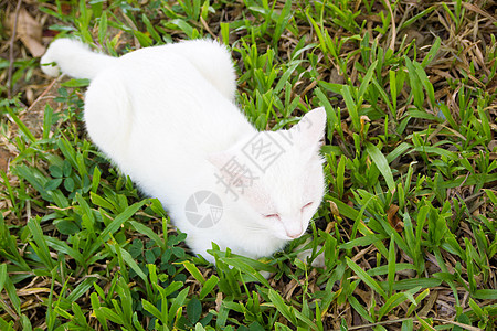 2种不同颜色 E 的白色泰式泰国猫白色肖像蓝色乐趣动物哺乳动物荒野眼睛晶须小猫猫咪宠物图片